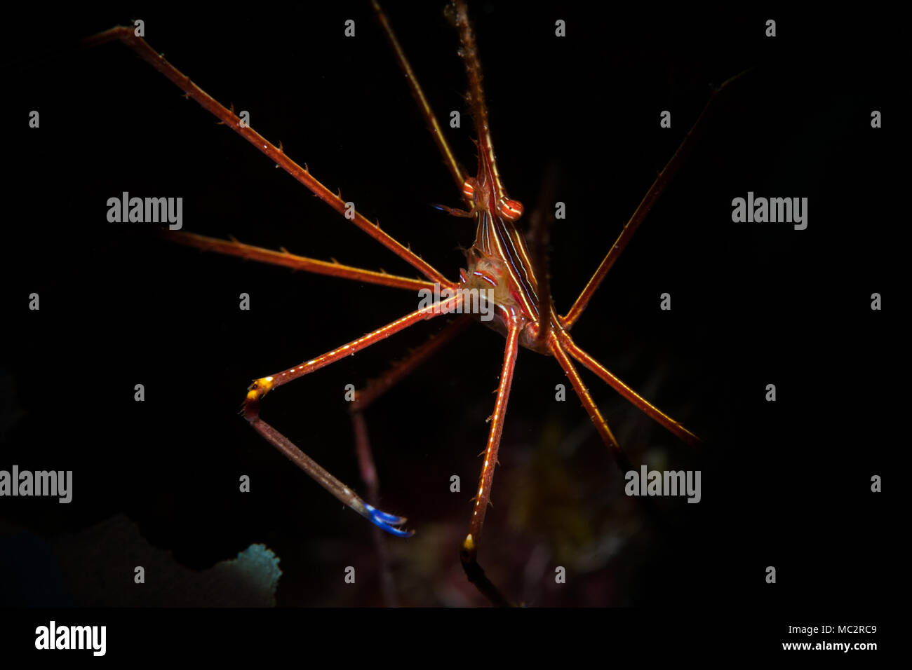 Yellowline Pfeil Crab (Stenorhyncus Seticornis) auf das Riff in Bonaire, Niederländische Antillen Stockfoto