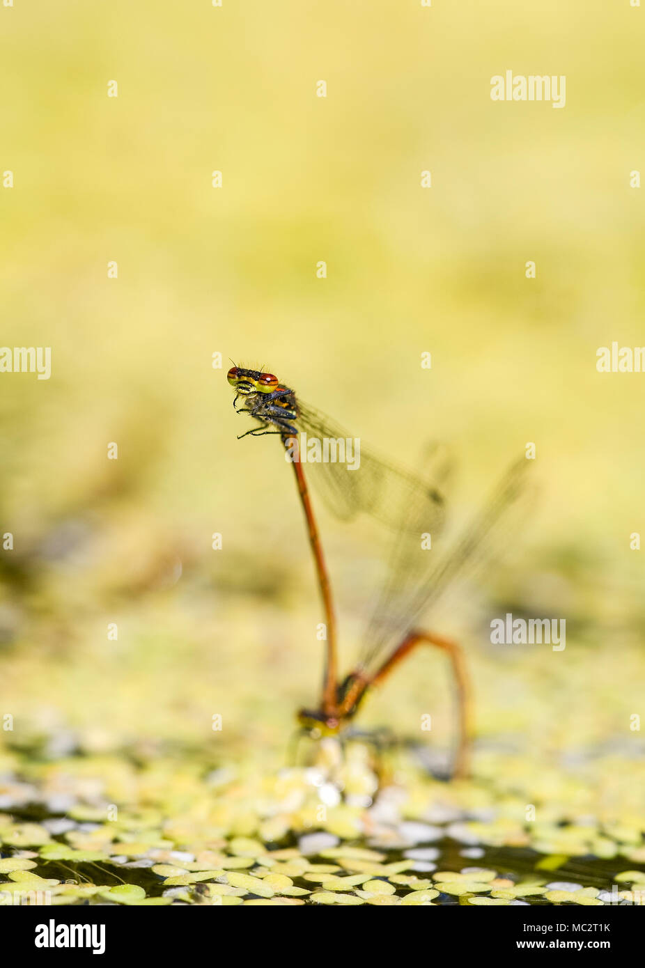 Große Rote Damselflies gepaart und Eier im Teich - Pyrrhosoma nymphula Stockfoto