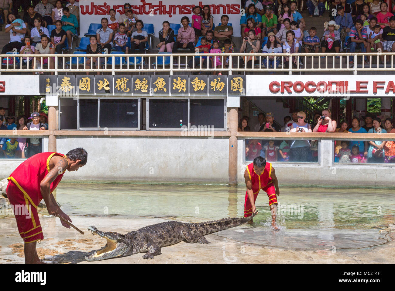 Krokodil Show in Samutprakarn Krokodilfarm und Zoo, Bangkok, Thailand Stockfoto