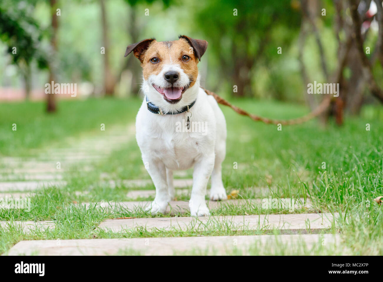 Hund angebunden, mit langen Linie Ausbildung leine Gehorsam Klasse Stockfoto