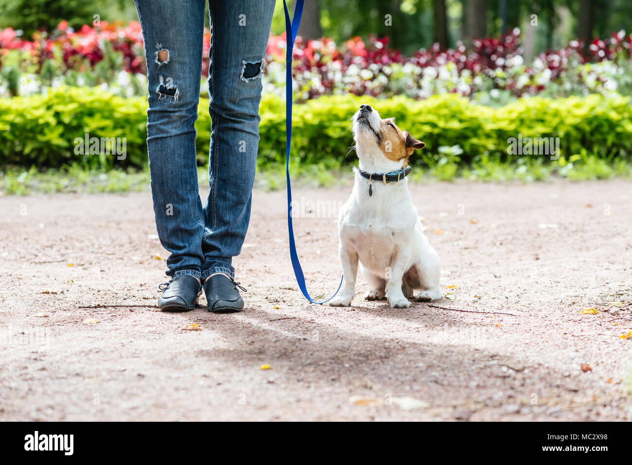 Guter Bürger Dog Training: Gehorsam Hund an der Leine mit dem Besitzer zu gehen Stockfoto