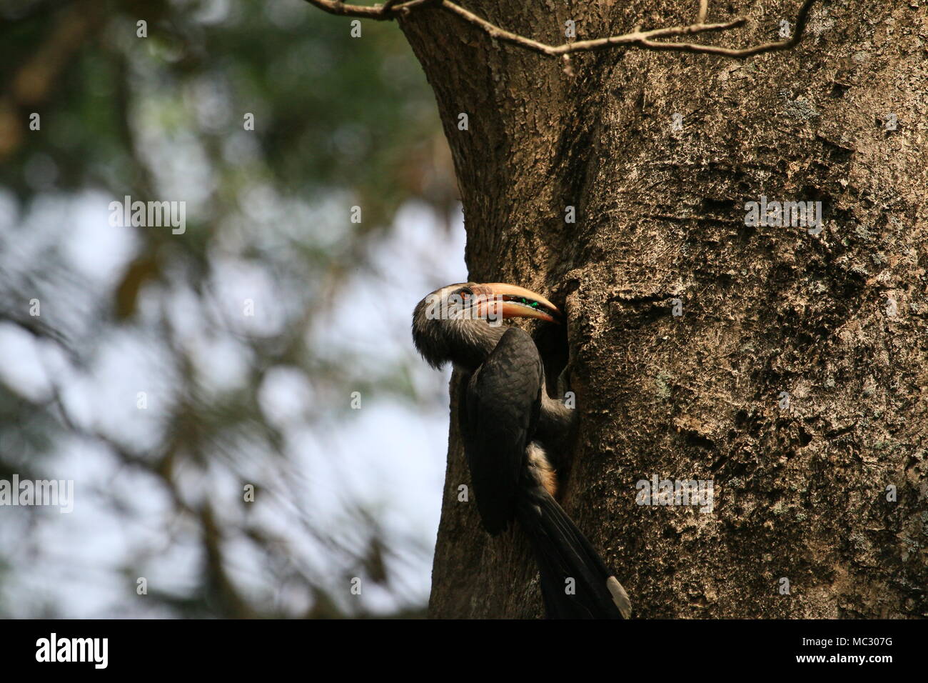 Malabar hornbill Stockfoto