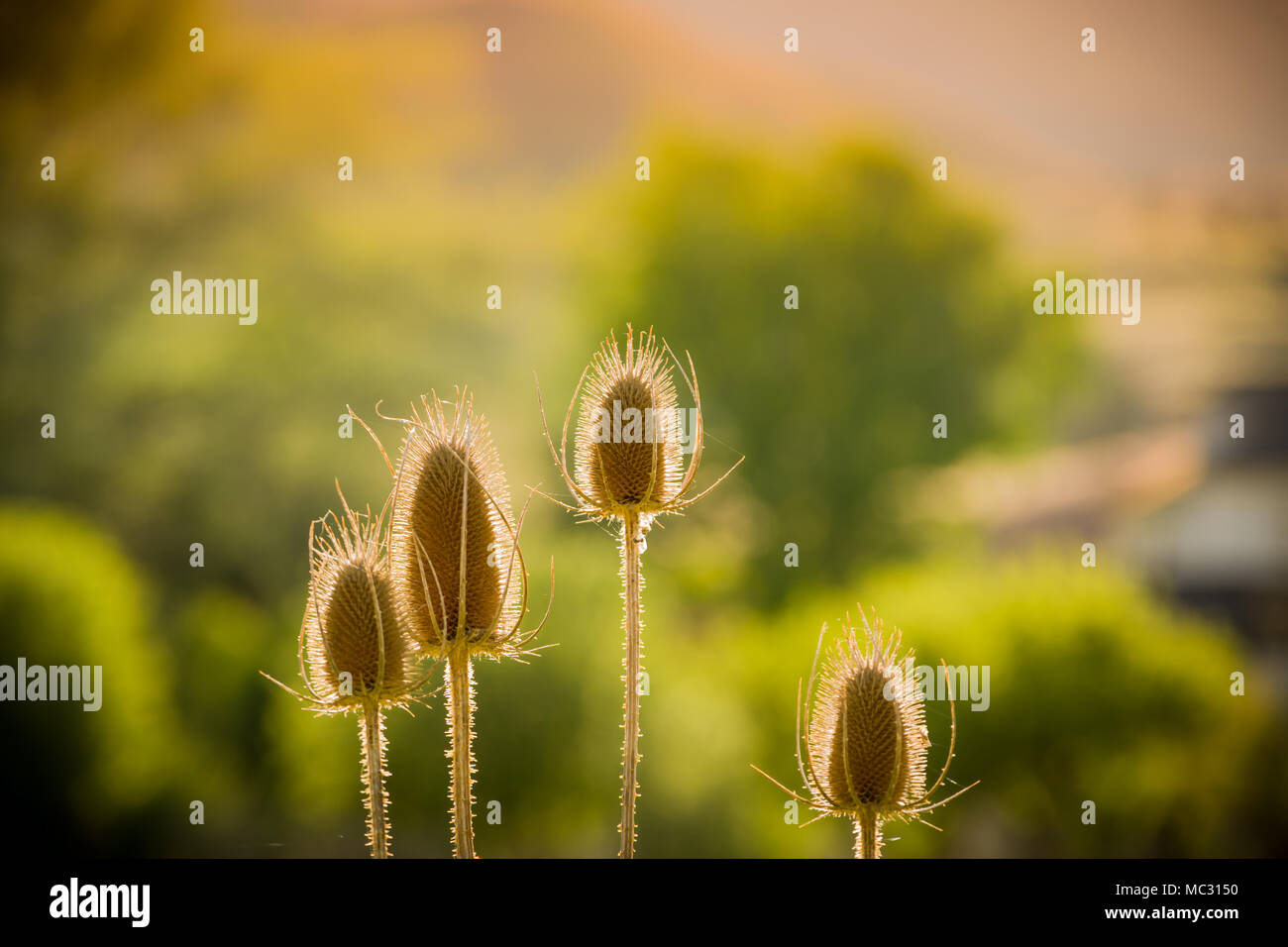 Getrocknete Thistle ständige Hintergrundbeleuchtung in der Sonne, warmen sonnigen Tag, grünen Bäumen im Hintergrund. Stockfoto