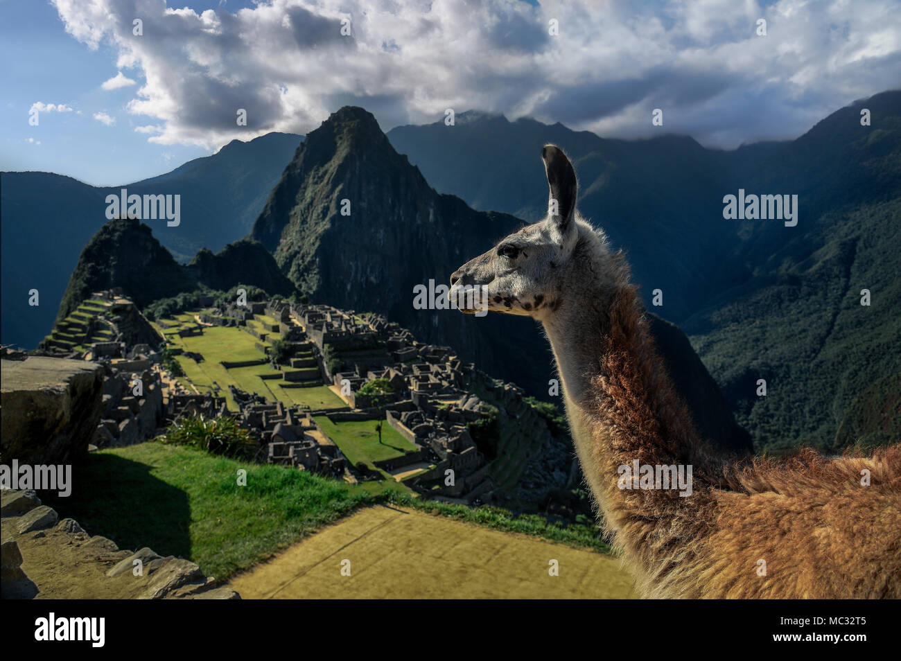Machu Picchu Peru - Porträt eines Lama mit Blick auf die Berge. Stockfoto