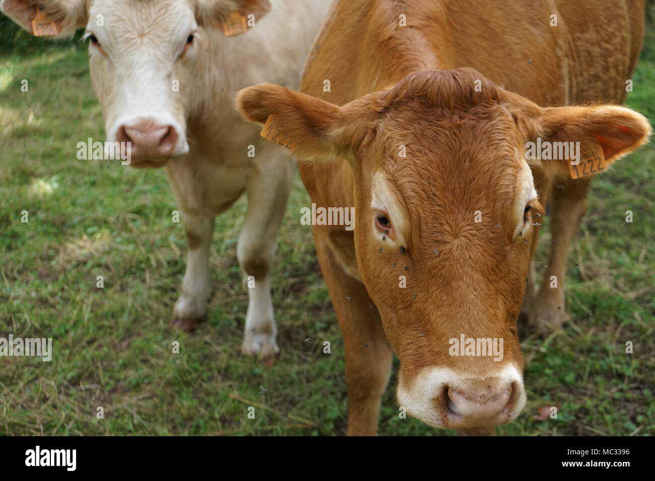 Braune und weiße Kühe auf der Weide, Deutschland Stockfoto