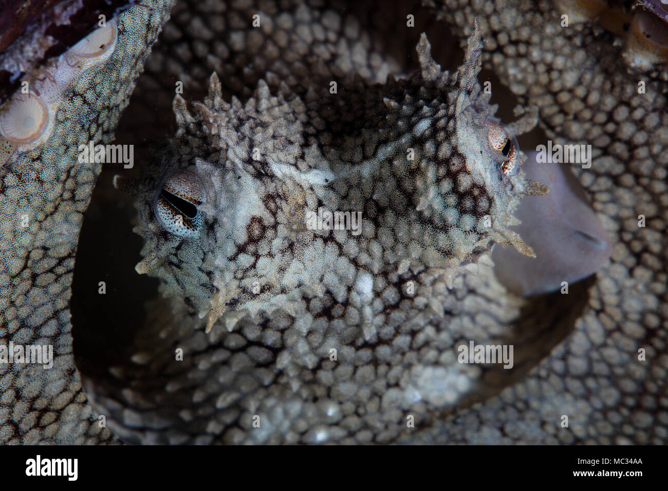 Eine gut getarnte Coconut Krake ist auf dem Meeresboden in Lembeh Strait, Indonesien gefunden. Dieser Bereich von Sulawesi ist für seine bizarren Lebewesen bekannt. Stockfoto