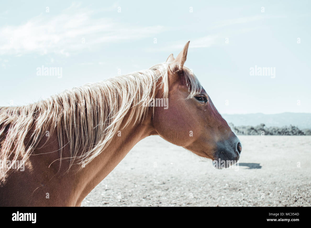 Schön fotogen Pferd Stockfoto