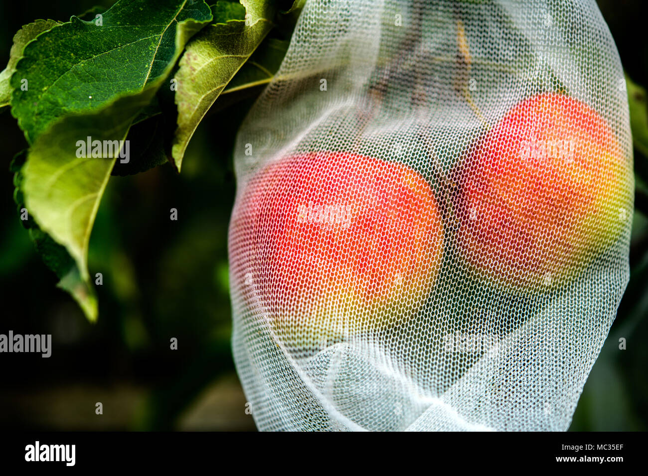 Äpfel wachsen in Net sicher von Vogel- und Insektenbefall bittet Stockfoto