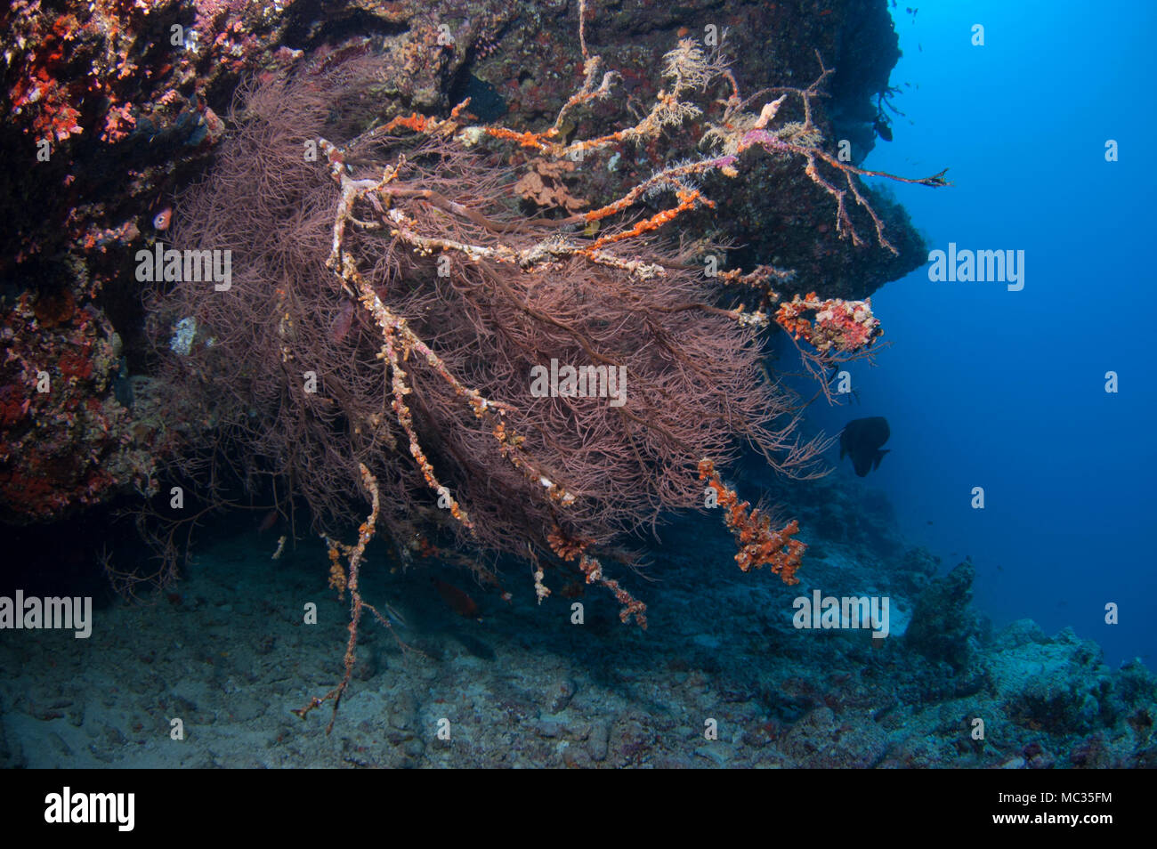 Schöne Unterwasser reefscapes Stockfoto