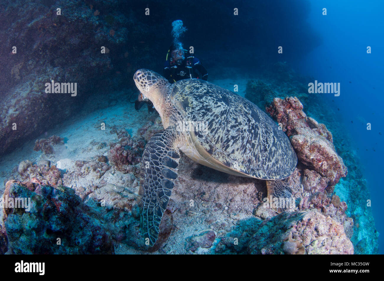 Begegnung mit einer riesigen Schildkröte in Malediven Stockfoto