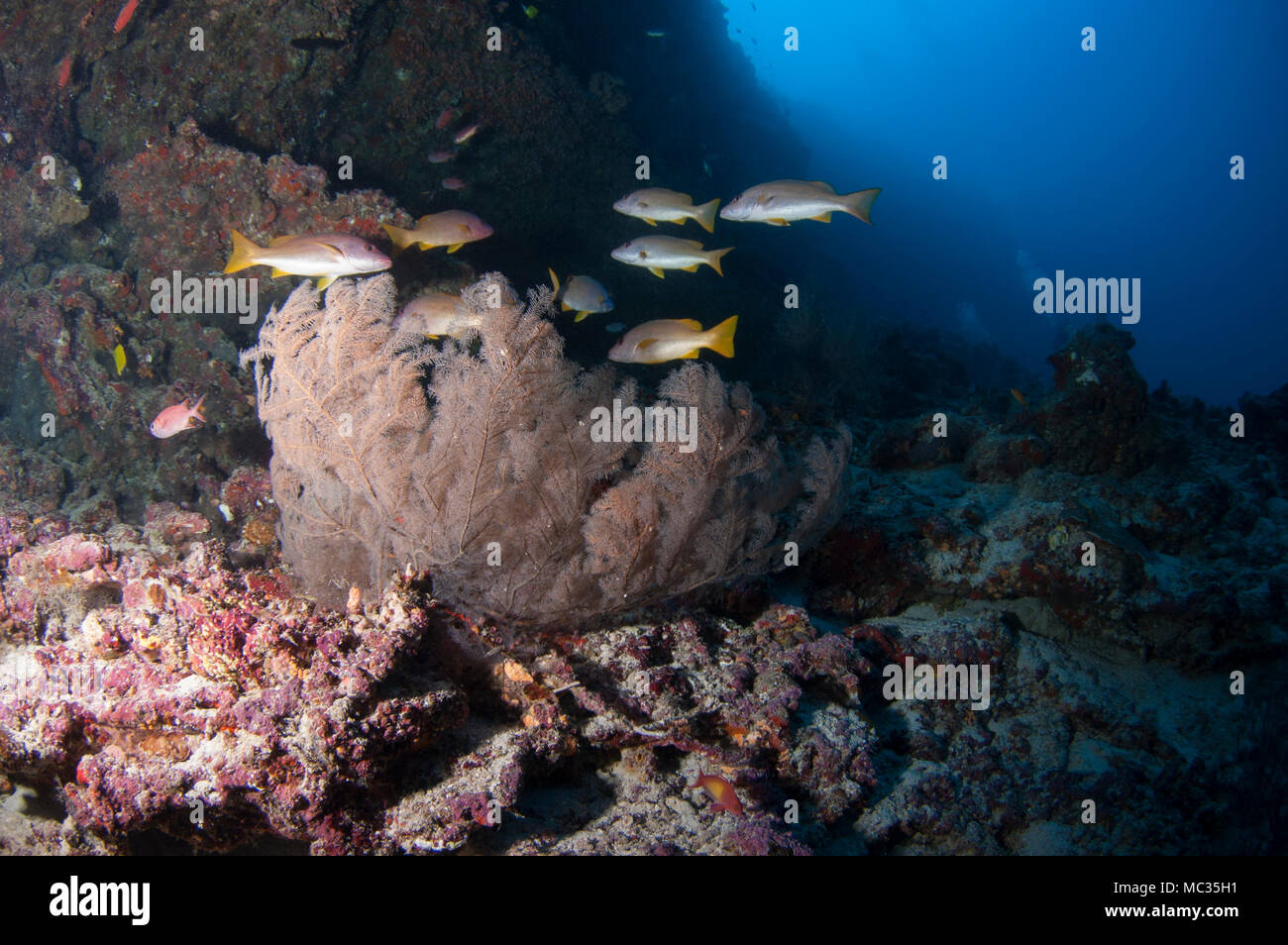 Schöne reefscapes der Malediven Stockfoto