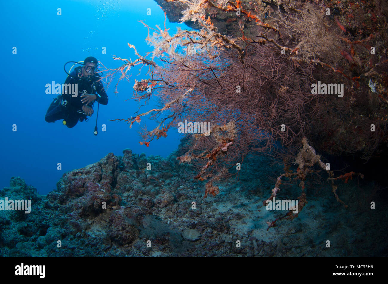 Schöne reefscapes der Malediven Stockfoto