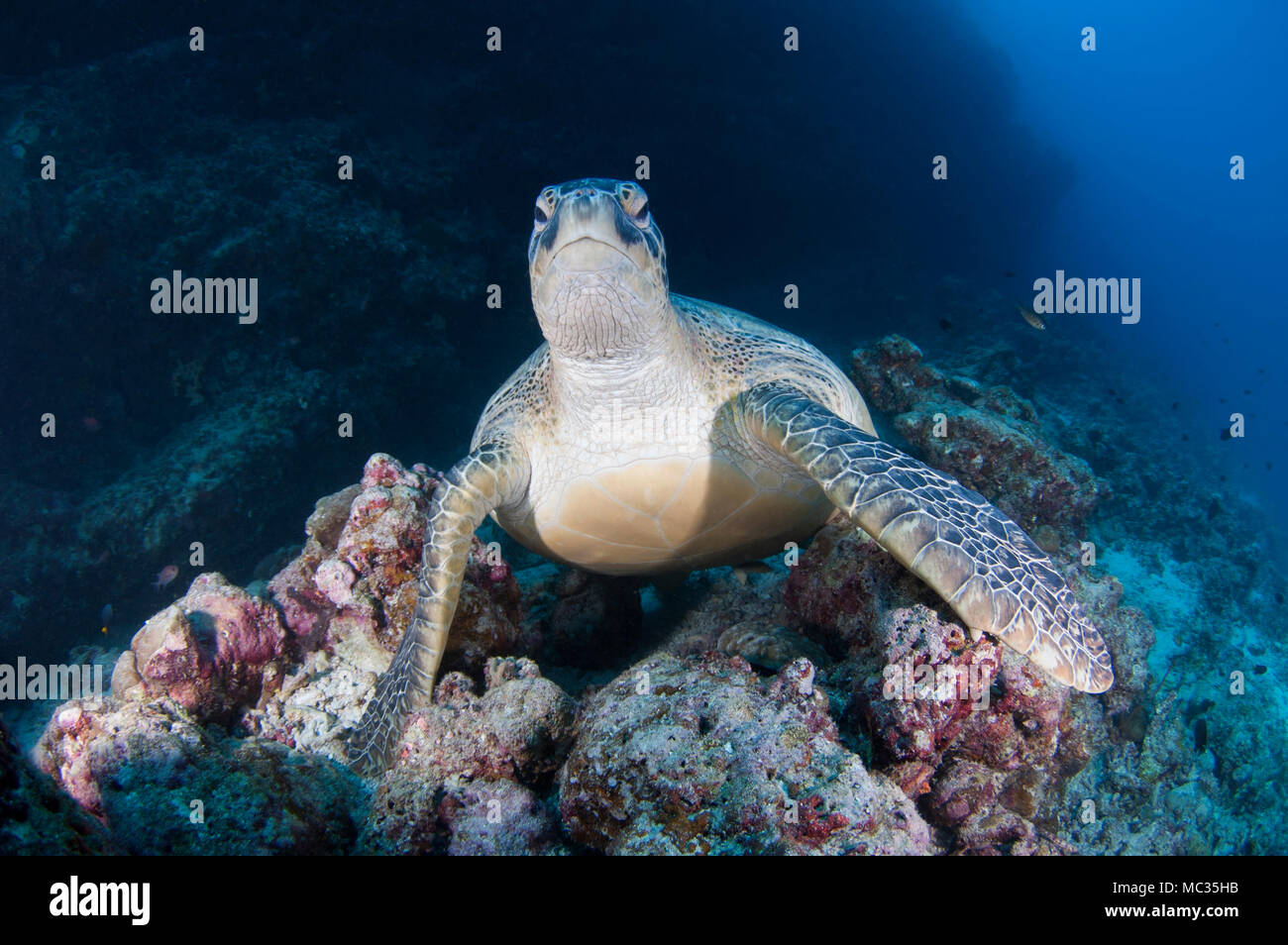 Riesige Schildkröte in Malediven Stockfoto