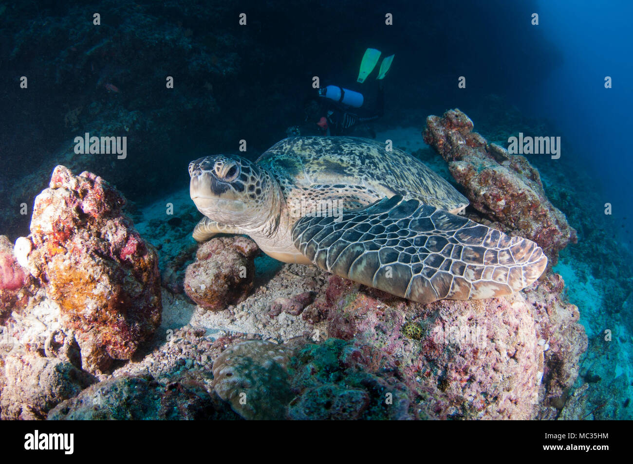 Riesige Schildkröte in Malediven Stockfoto