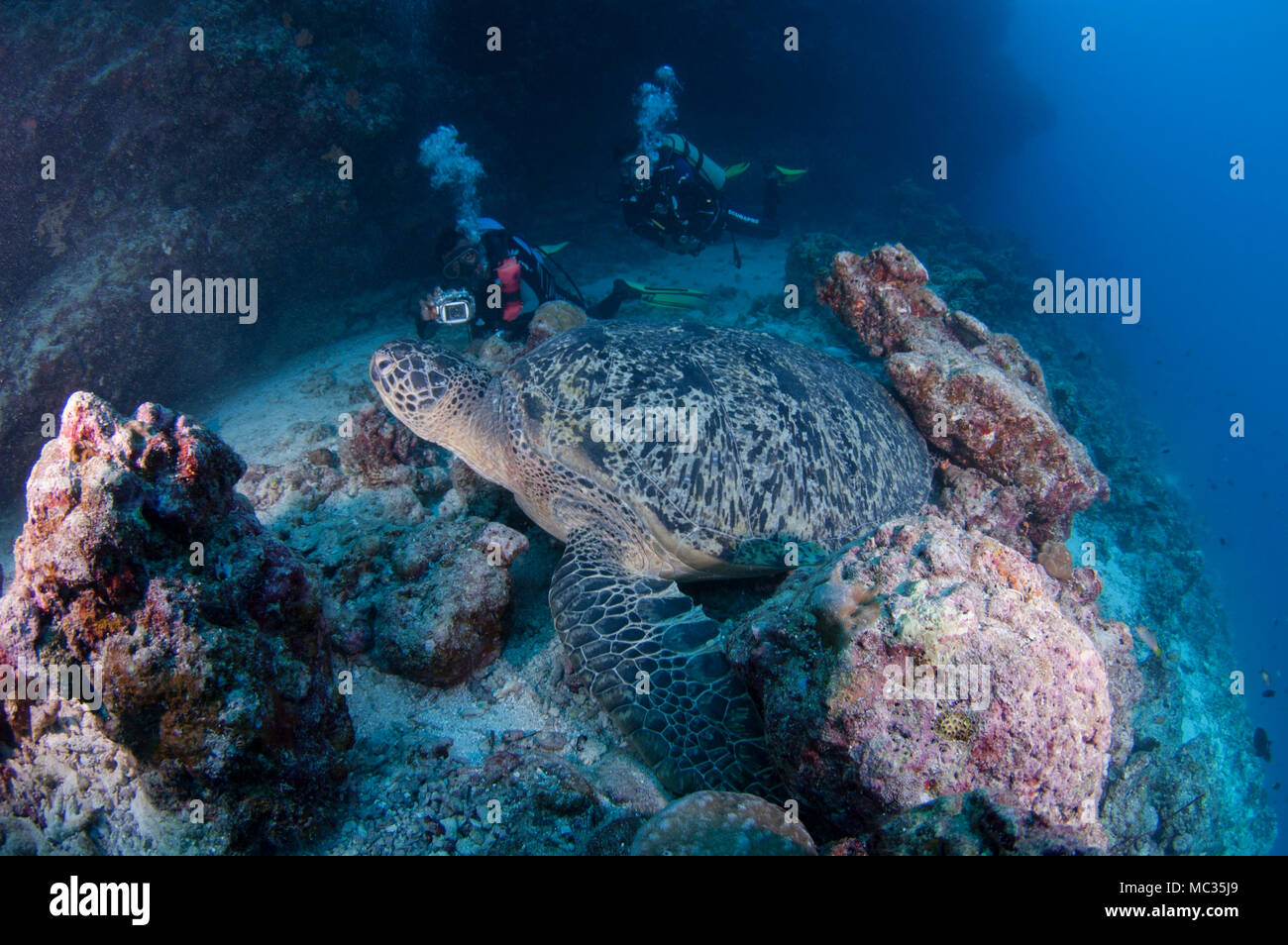 Riesige Schildkröte in Malediven Stockfoto