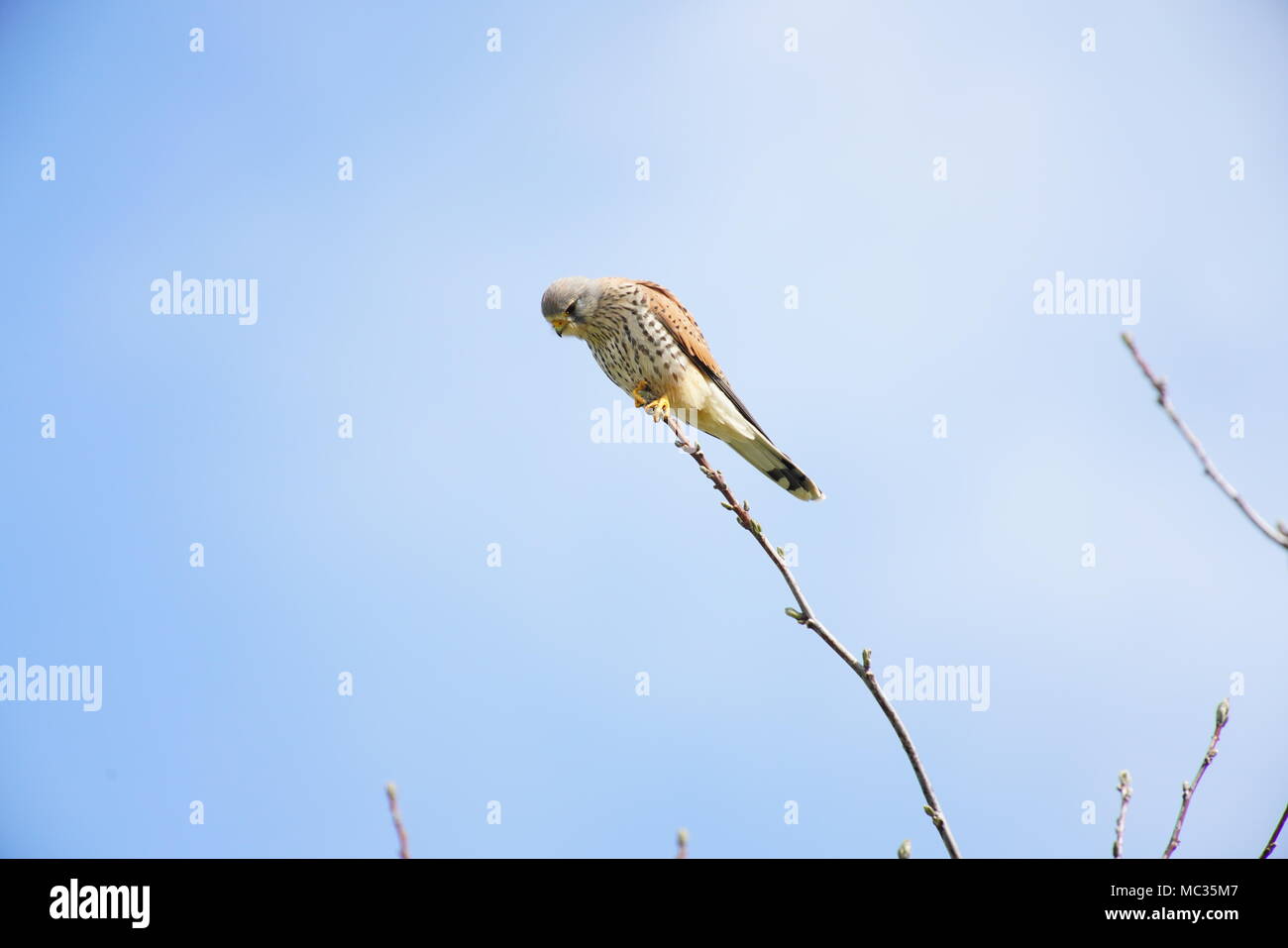 Nach Kestrel hocken auf Zweig, Schweiz Stockfoto