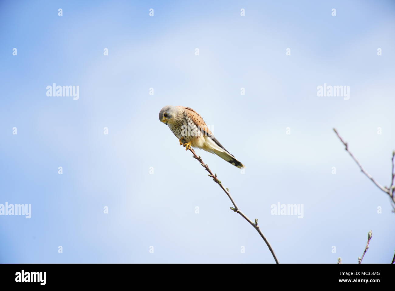 Nach Kestrel hocken auf Zweig, Schweiz Stockfoto