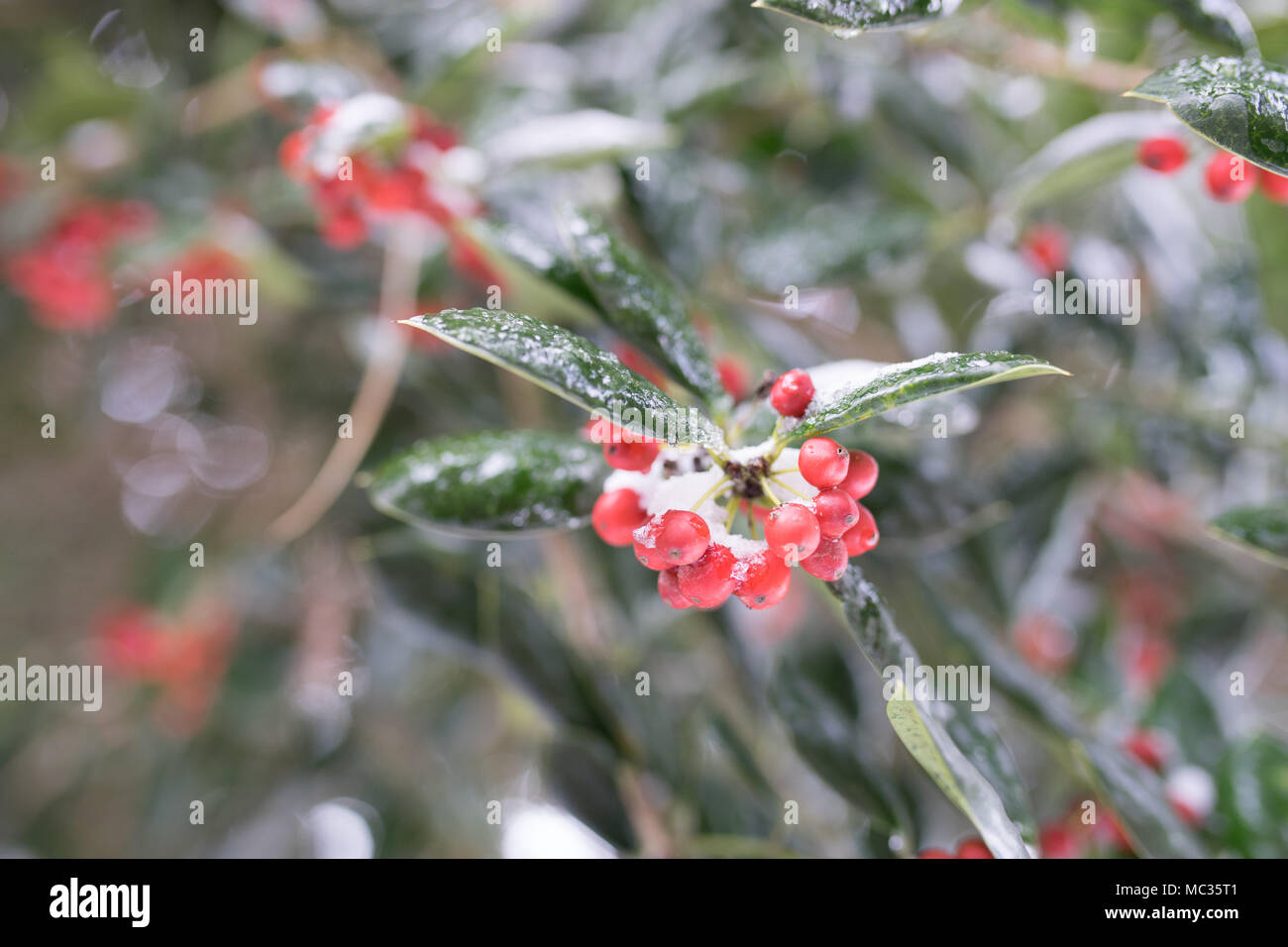 Rote Beeren eines immergrünen Strauch bestäubt mit Schnee Stockfoto