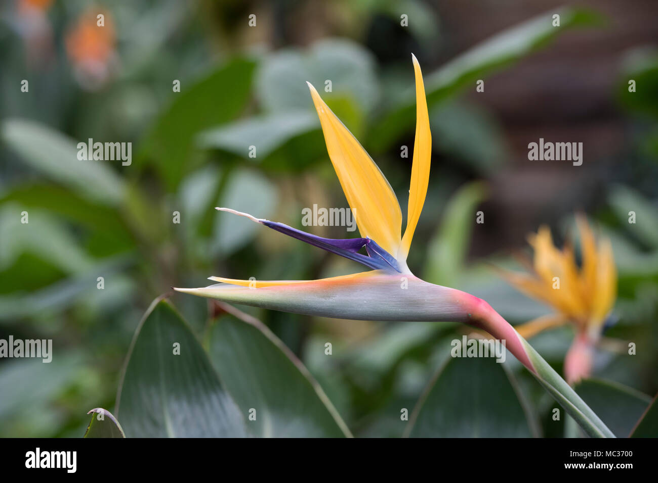 Strelitzia Reginae. Kran-Blume, Paradiesvogel Blume. UK Stockfoto