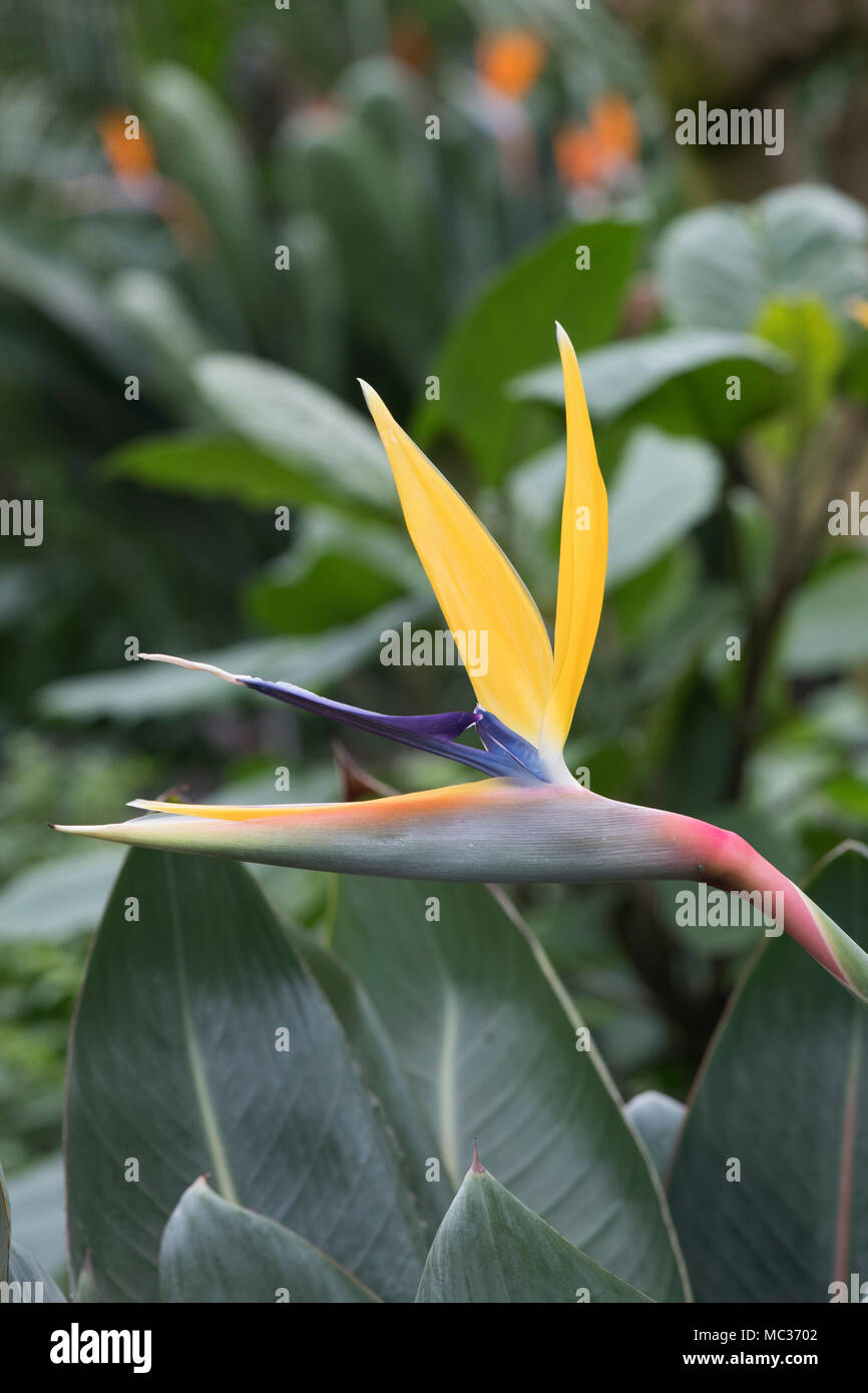 Strelitzia Reginae. Kran-Blume, Paradiesvogel Blume. UK Stockfoto
