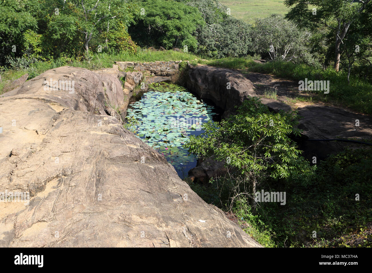 Avukana alten Rock Temple Kekirawa North Central Provinz Sri Lanka Lily Pond Stockfoto