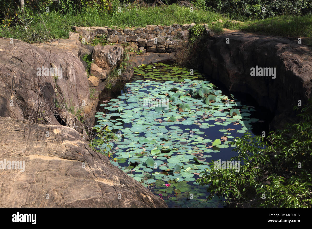 Avukana alten Rock Temple Kekirawa North Central Provinz Sri Lanka Lily Pond Stockfoto