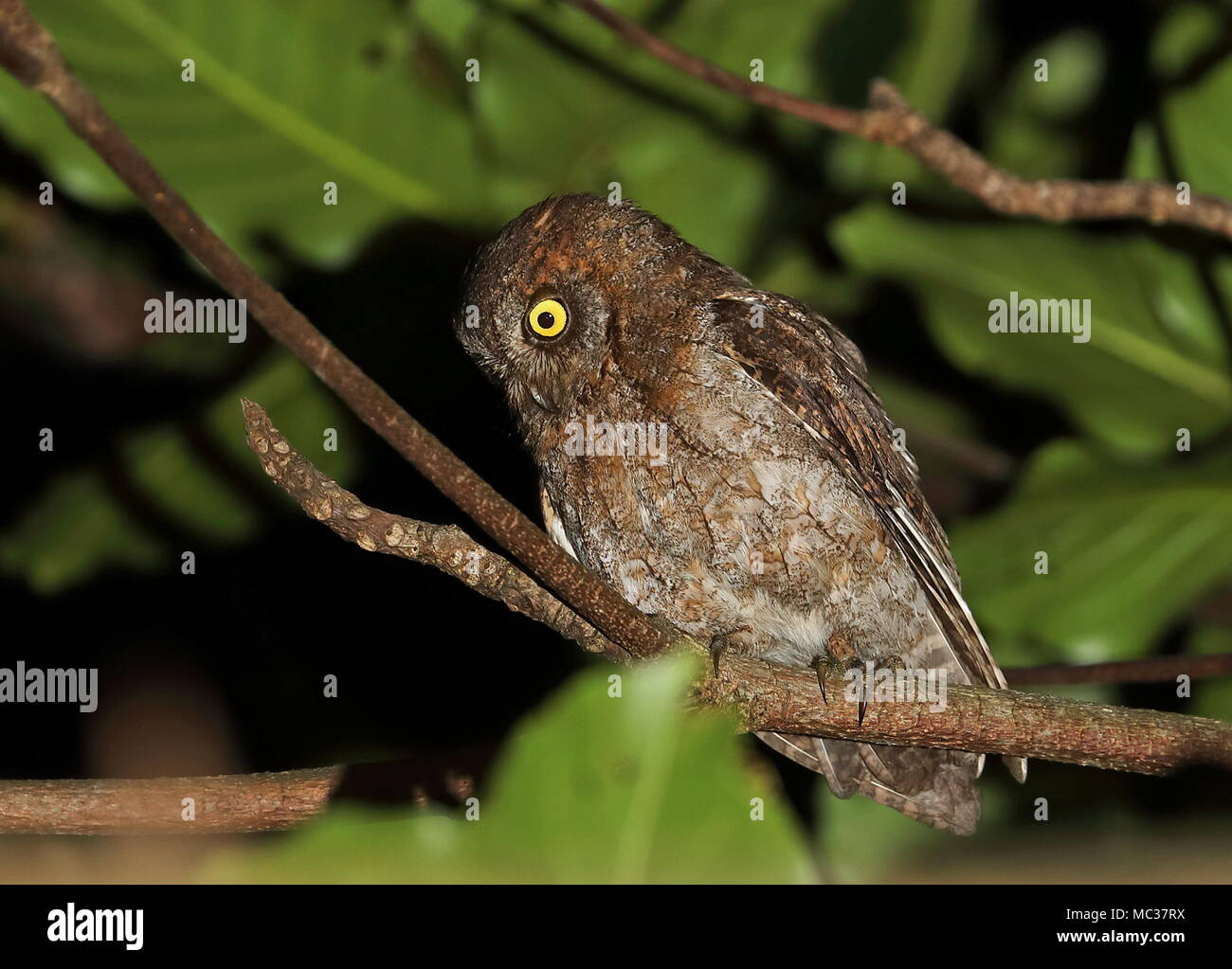 Ryukyu Scops Uhu (Otus elegans botelensis) Erwachsenen auf dem Zweig gehockt, Lanyu Island, Taiwan April Stockfoto