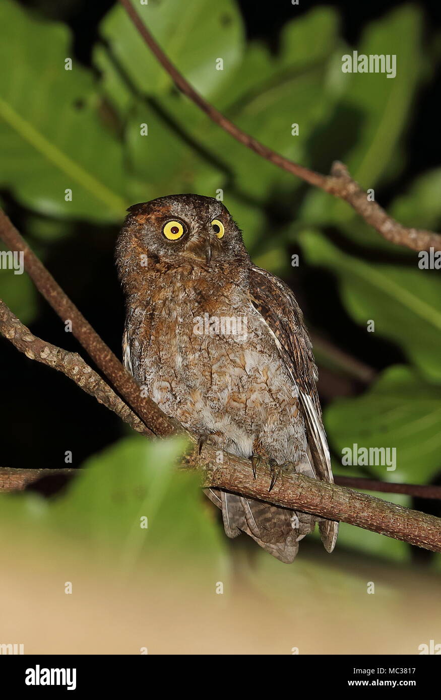 Ryukyu Scops Uhu (Otus elegans botelensis) Erwachsenen auf dem Zweig gehockt, Lanyu Island, Taiwan April Stockfoto