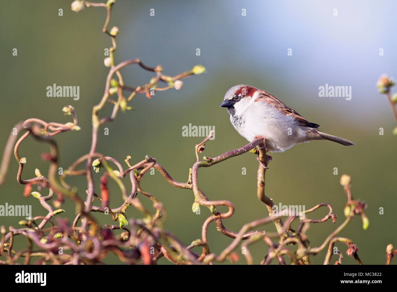 Männliche Haussperling (Passer domesticus) East Sussex, Großbritannien Stockfoto