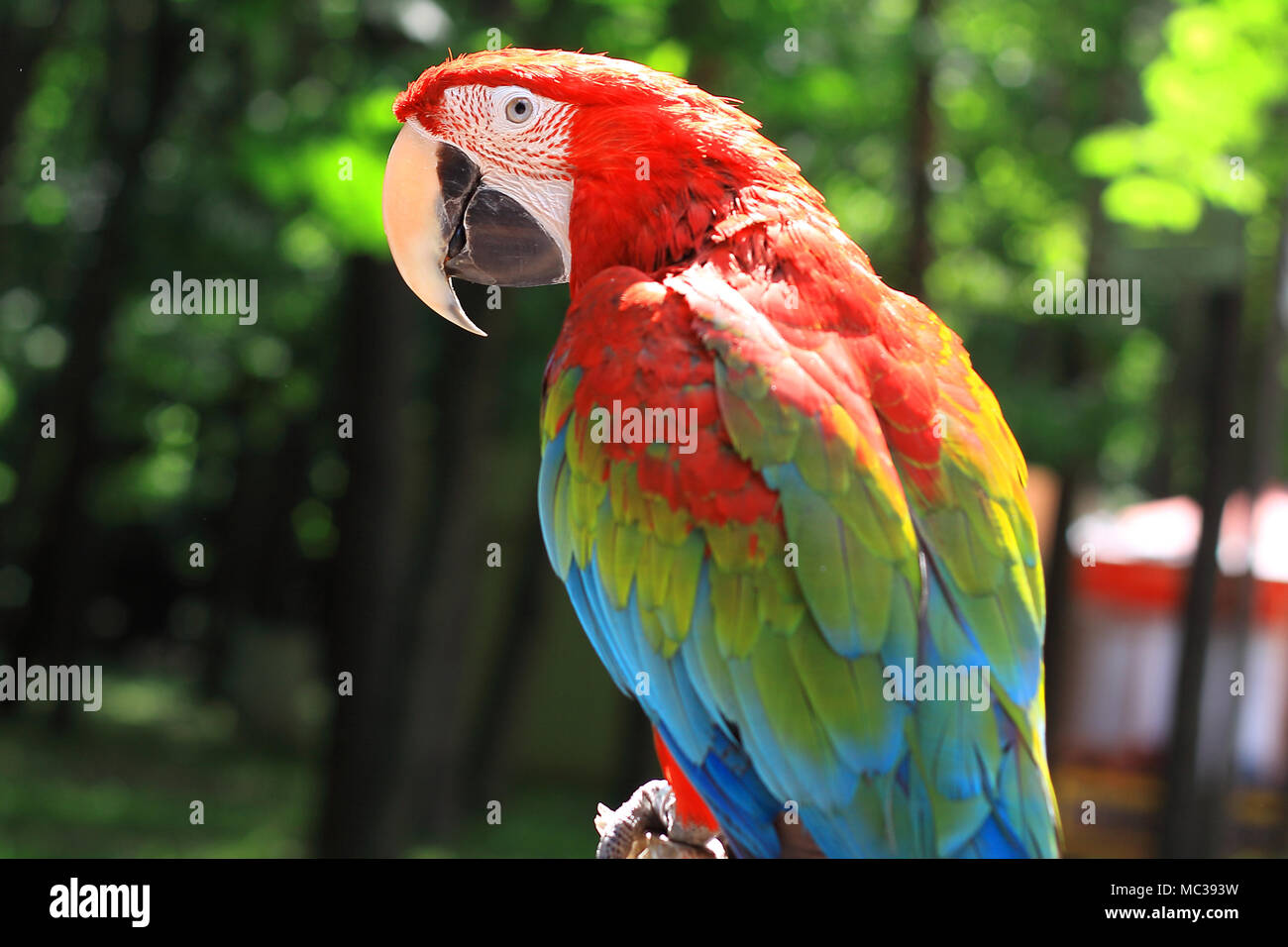 Bis zu schließen. Papagei Ara sitzen auf einem Ast Stockfoto