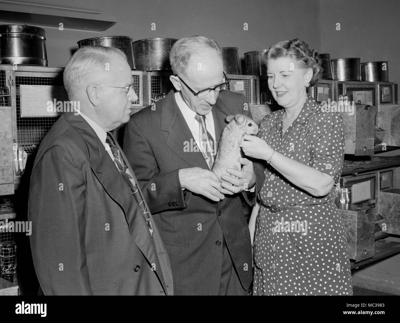 Drei Menschen, die vorgeben, wirklich um das Wohlergehen einer Chinchilla in einem Fell Processing Facility im amerikanischen Süden, Ca. 1953. Stockfoto
