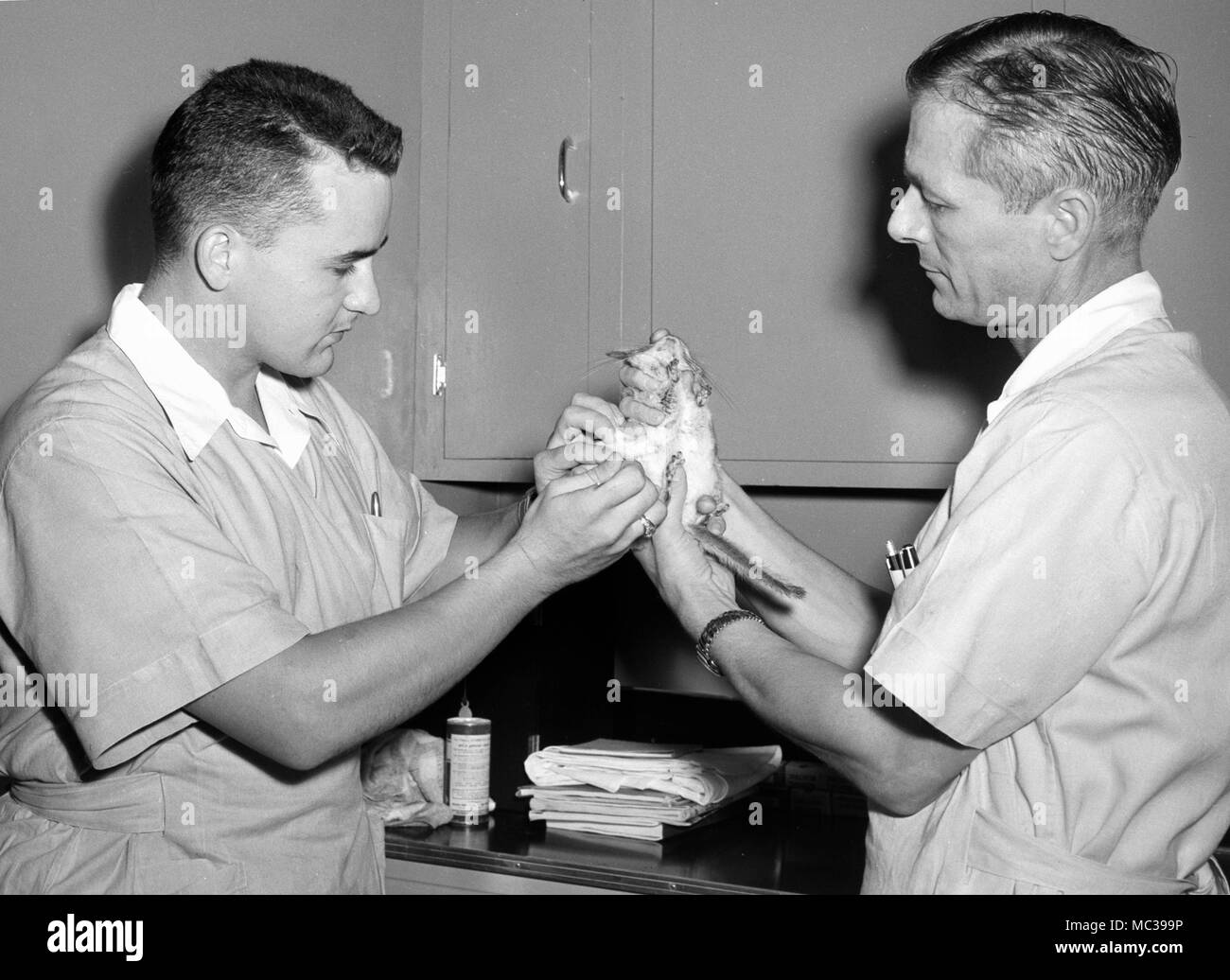 Zwei Arbeiter bearbeiten können eine chinchillla zu einem Verarbeitungsbetrieb im amerikanischen Süden, Ca. 1953. Stockfoto