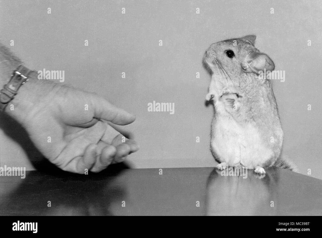 Ein chinchilla vorsichtig Augen einer nahenden Hand an einem chinchilla Processing Facility im amerikanischen Süden, Ca. 1953. Stockfoto