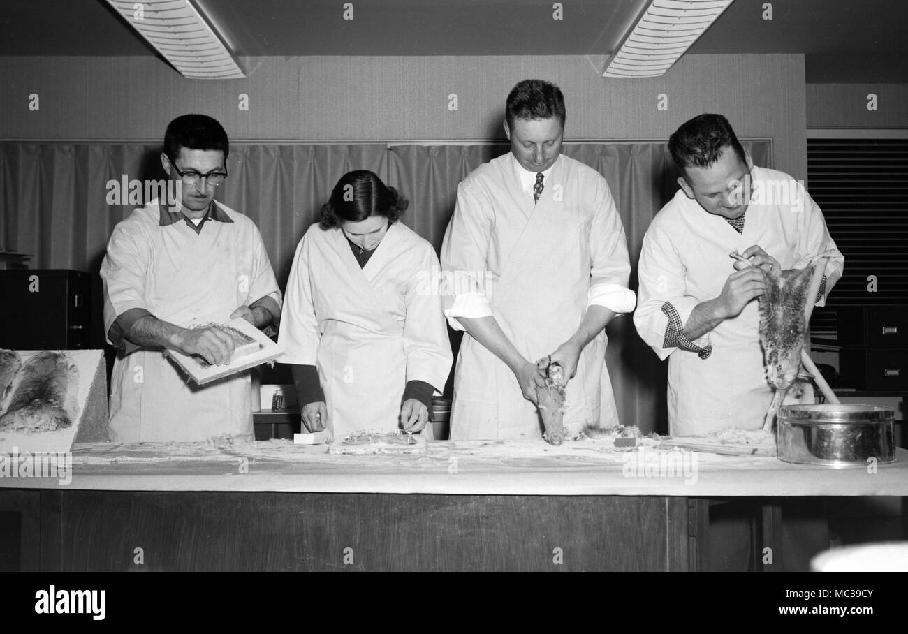 Arbeitnehmer Prozess chinchilla Skins auf einem Fell Farm im Süden der USA, Ca. 1953. Stockfoto