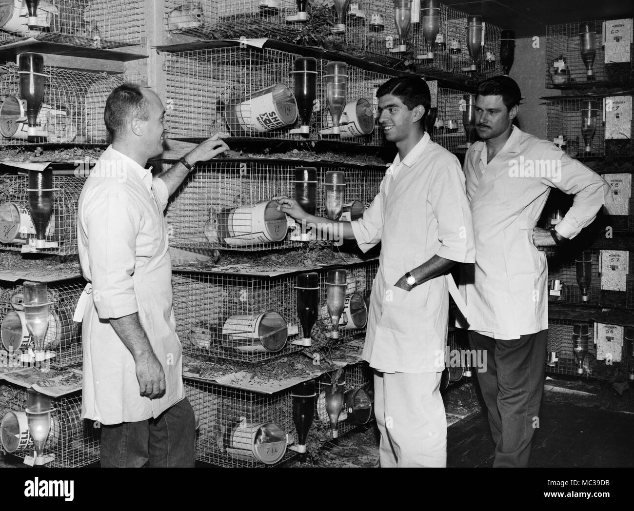 Mitarbeiter neigen dazu, die tierkäfige bei einem Chinchilla Farm im Süden der USA, Ca. 1953. Stockfoto