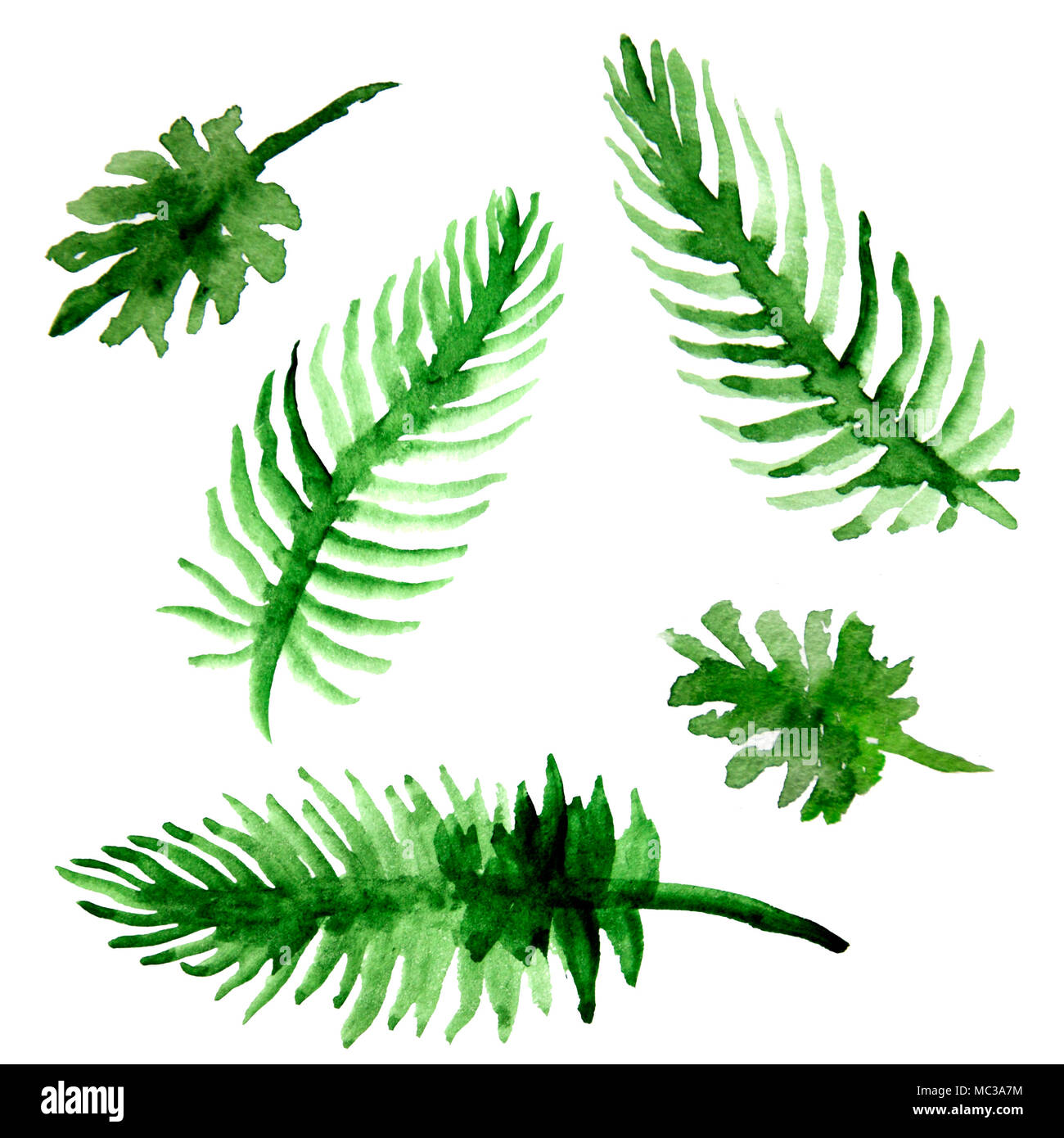 Aquarell Palmenblättern. Grüne Wedel Sammlung. Abbildung auf weißem Hintergrund Stockfoto