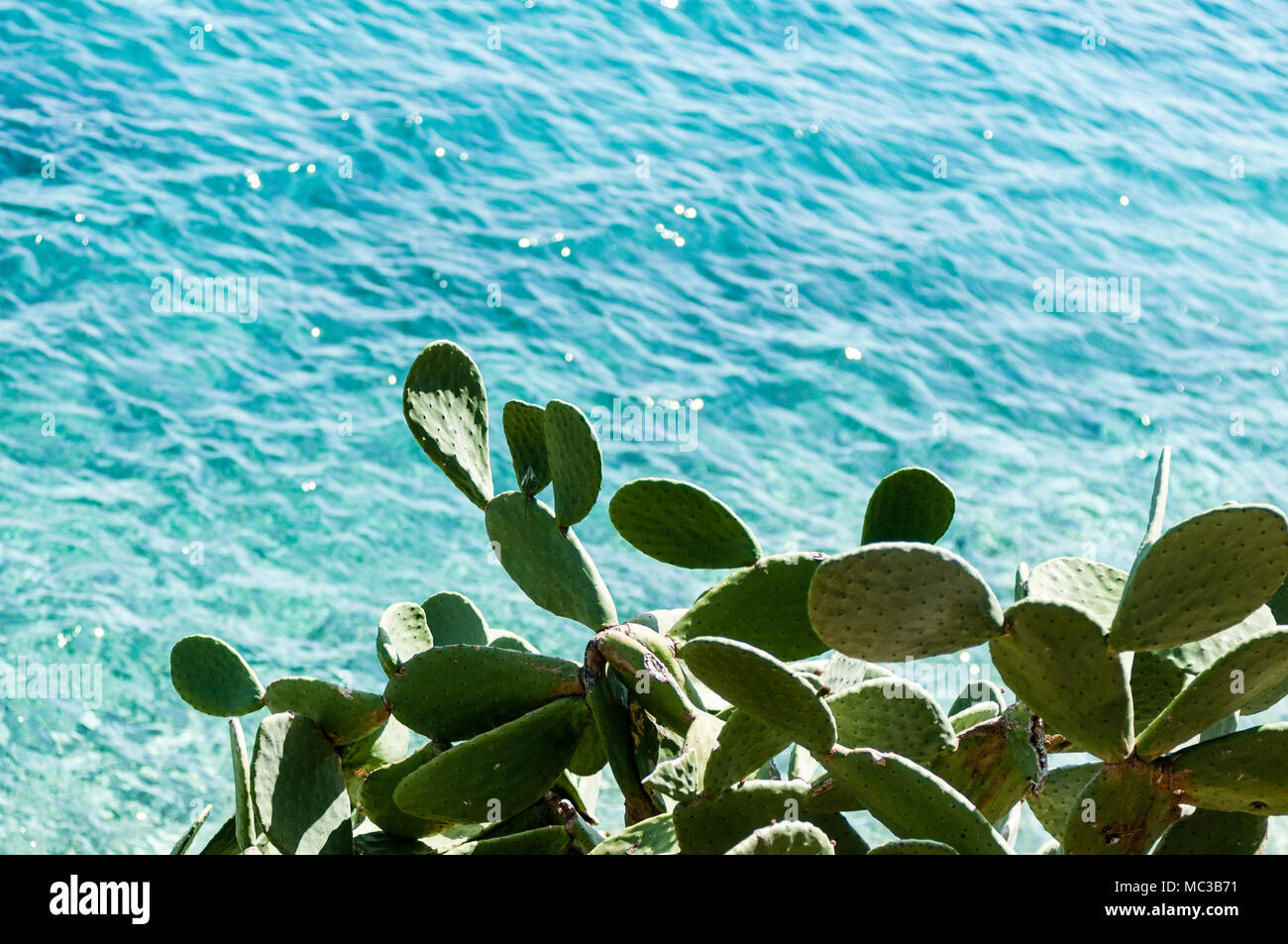 Cactus mit Blick auf blaue Meer Stockfoto