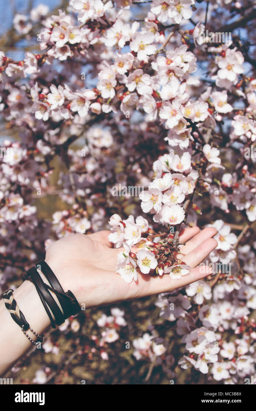 Junger Mann Hand berühren Mandelbaum Blüten Stockfoto