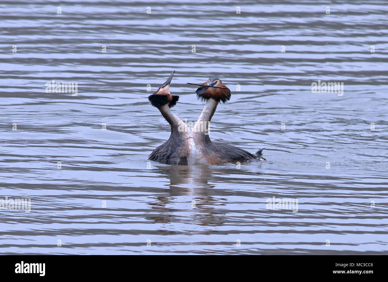 Great Crested Grebes-Podiceps cristatus durchführen Unkraut Tanz. Stockfoto