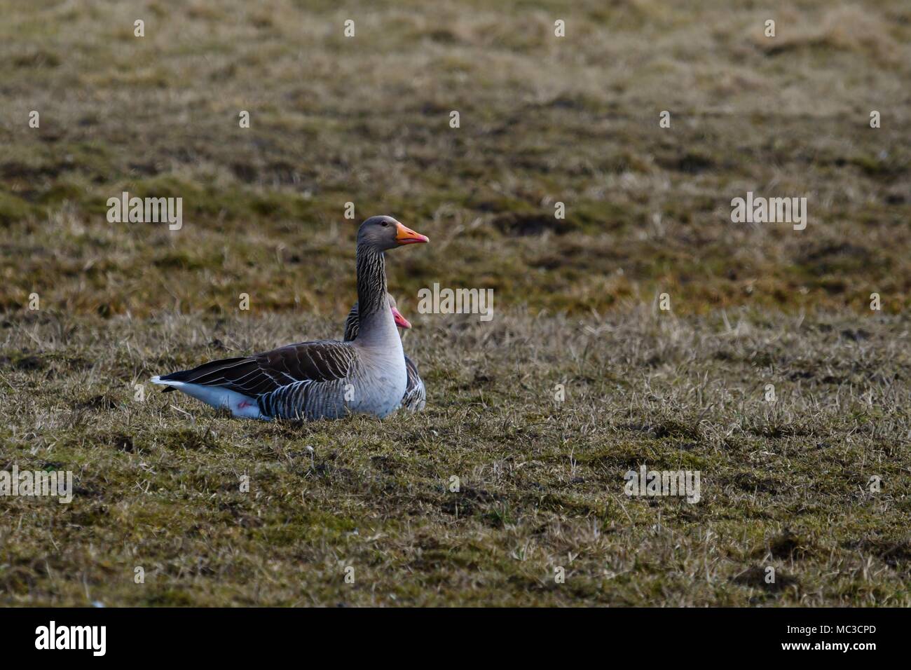 Toulouse Gänse - Wild Stockfoto