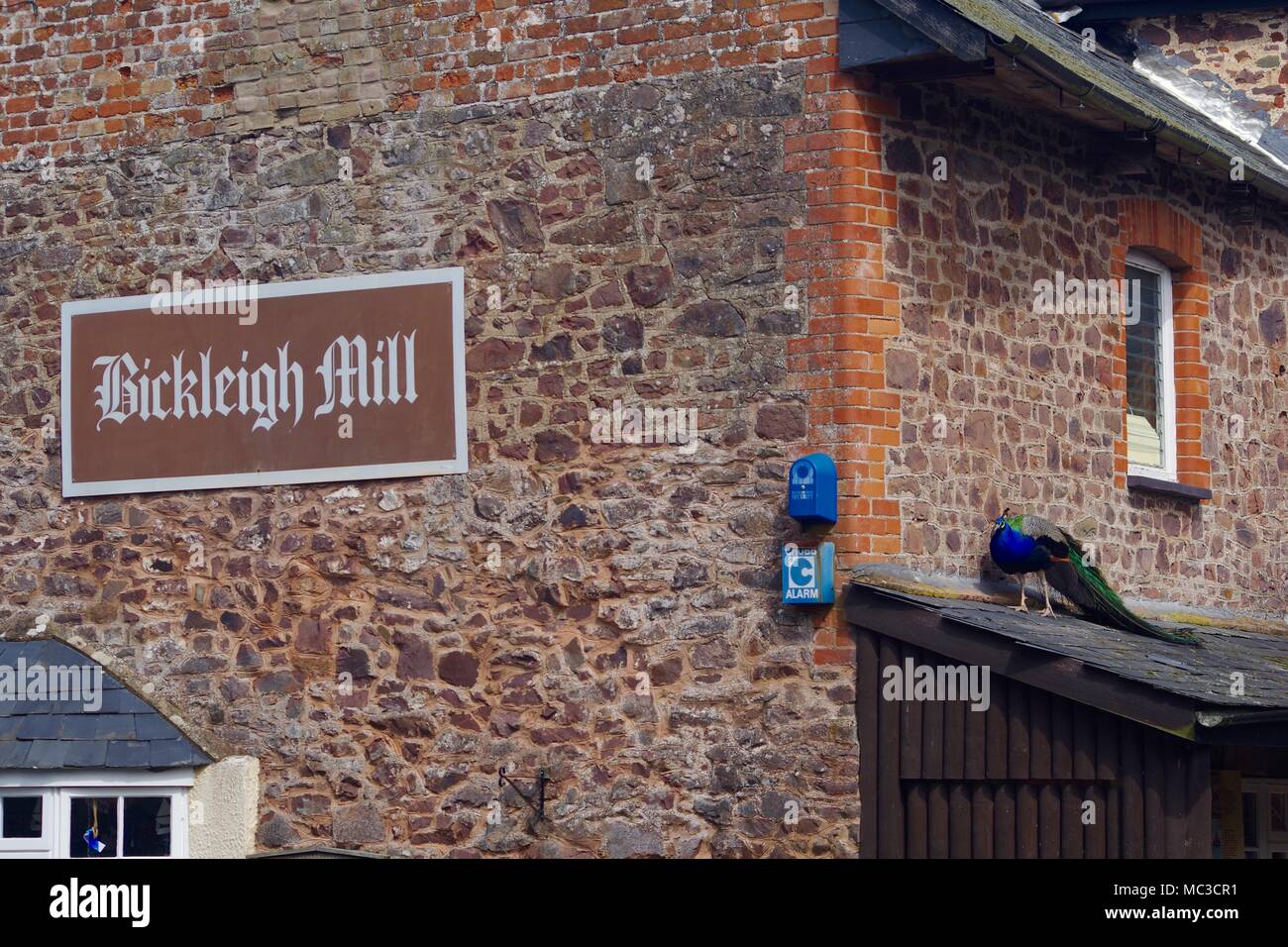 Männliche indische Pfau Vogel auf dem Dach an Bickleigh Mühle. Tiverton, Devon, Großbritannien. April, 2018. Stockfoto