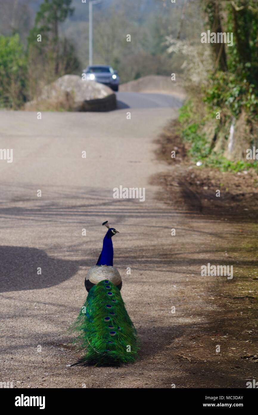 Peacock zu Fuß entlang der Straße in Richtung Bickleigh Brücke. Tiverton, Devon, Großbritannien. April, 2018. Stockfoto