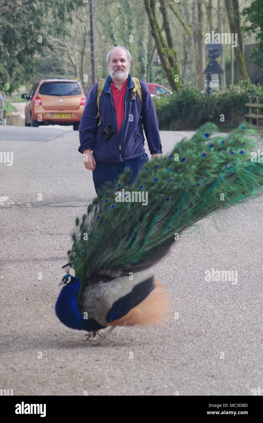 Mann von einem männlichen Pfau auf einer Straße von Bickleigh Mühle. Devon, UK. Stockfoto