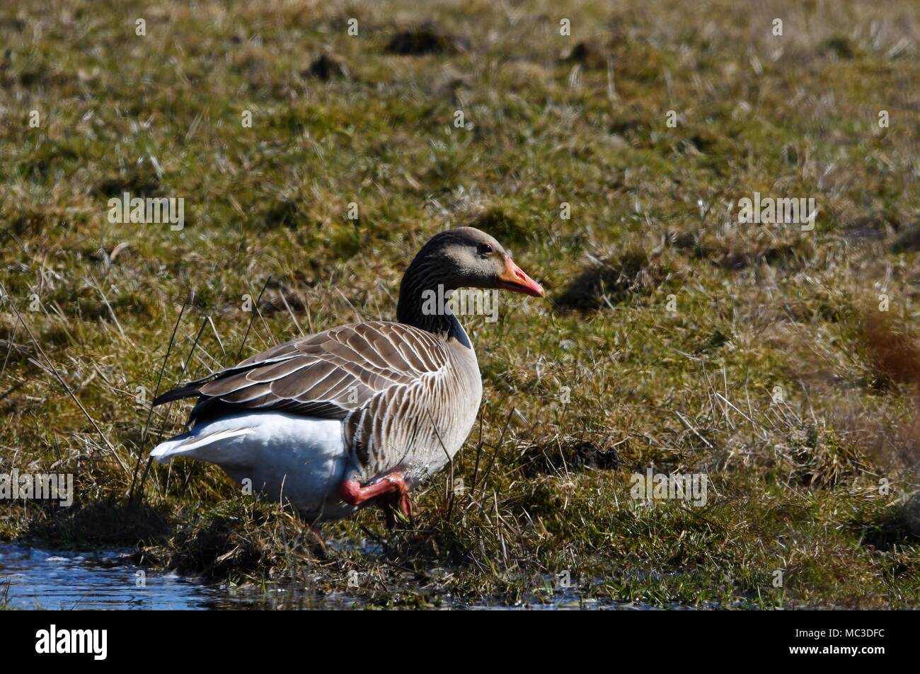 Toulouse Gänse - Wild Stockfoto