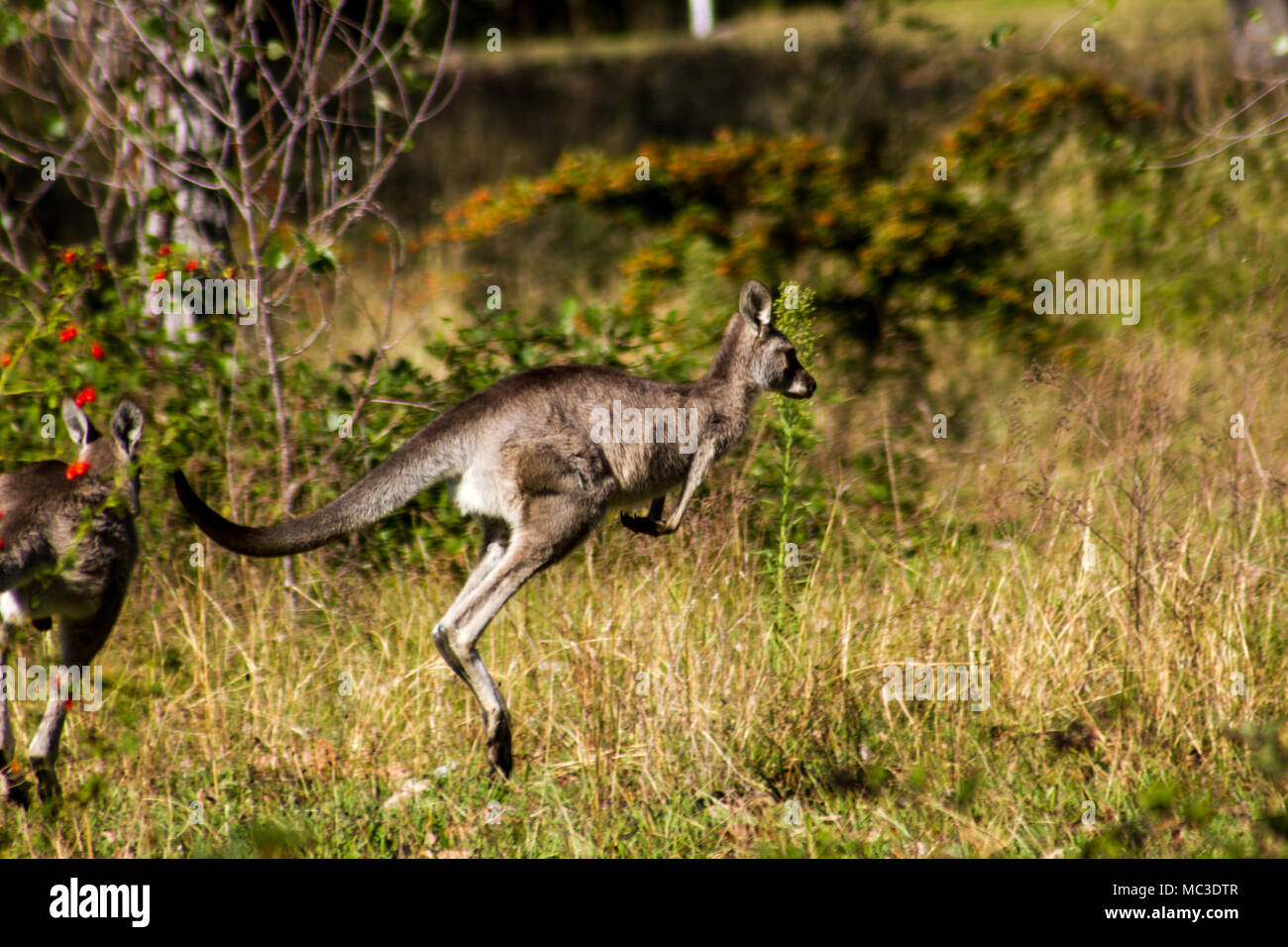 Kangaroo Hopfen awy inmitten der langen Gras, die ungewöhnliche Attraktion bei talbingo Tourist Park Stockfoto