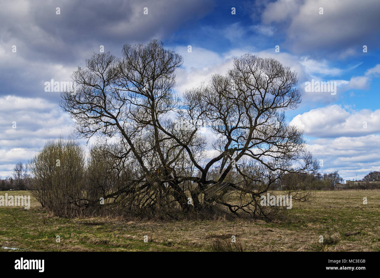 Frühjahr Wald. Einsamer Baum auf einer Wiese. Stockfoto