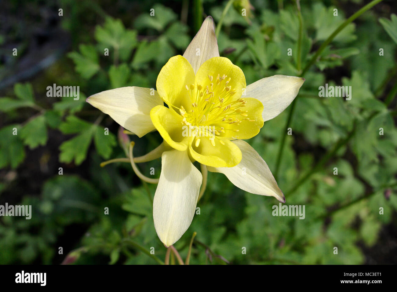 Gelbe Columbine Blume in voller Blüte. Aqualigia Crysantha Stockfoto