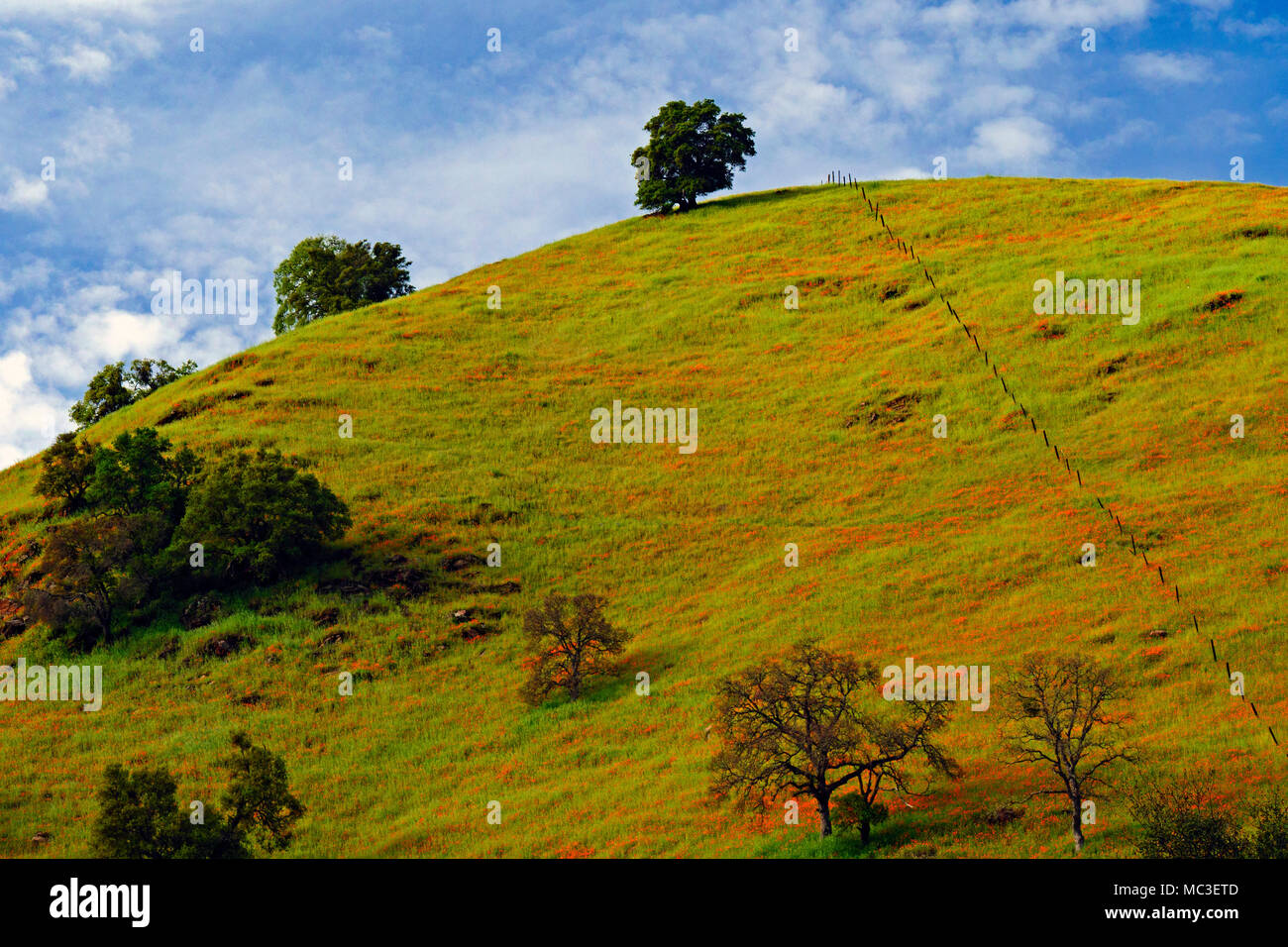 Mohnblumen auf Gold Country Hills, Kalifornien Stockfoto