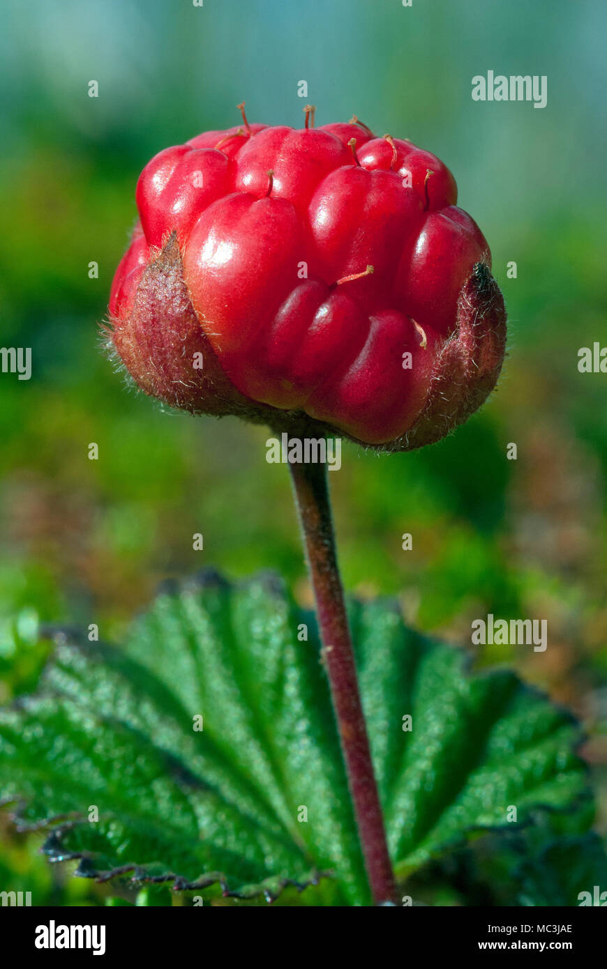 Arktis Himbeere (Rubus arcticus), Stora Sjofallet Nationalpark, Norrbotten County, Schweden Stockfoto