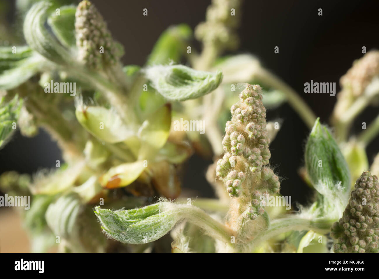 Feder Kastanie jungen Knospe Makro Stockfoto